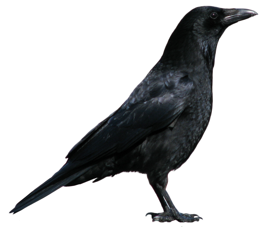 Crow Transparent PNG