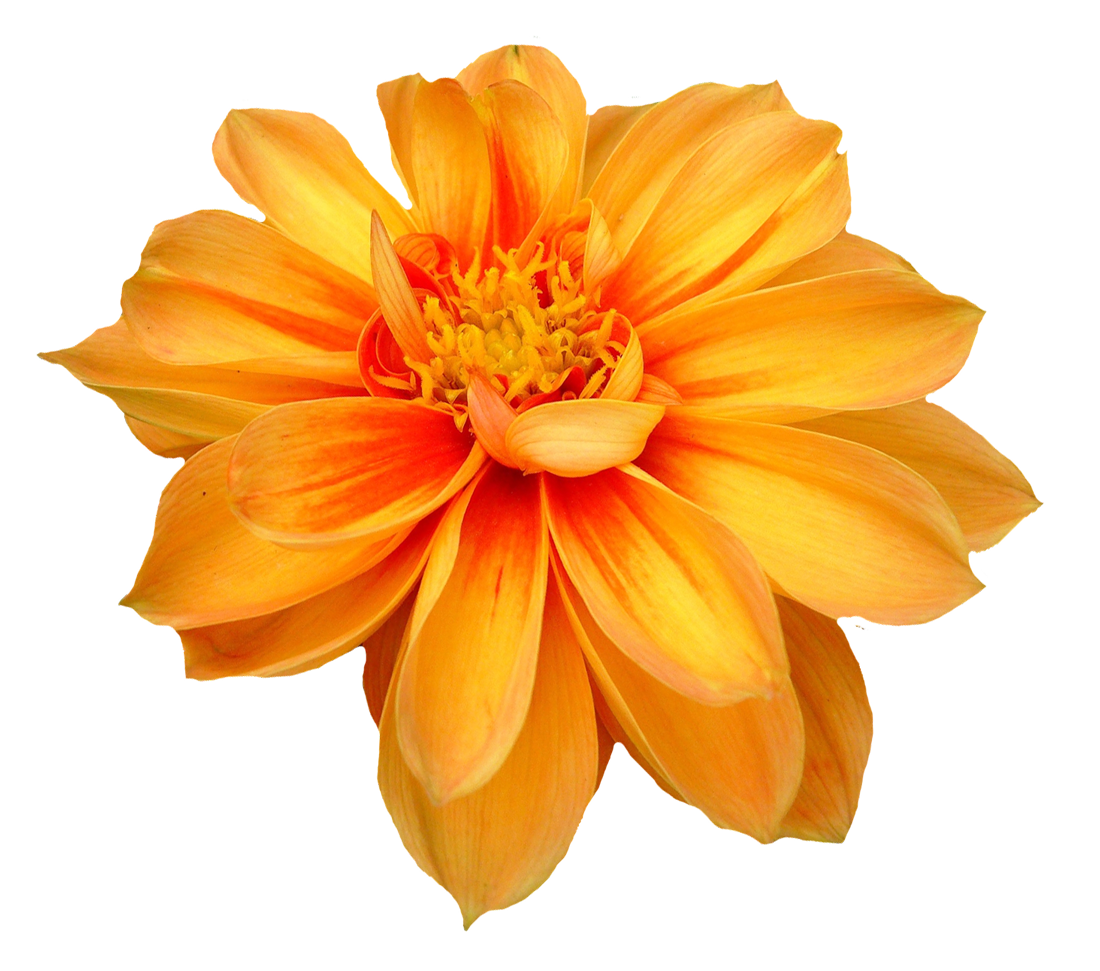 Dahlia PNG Free Download