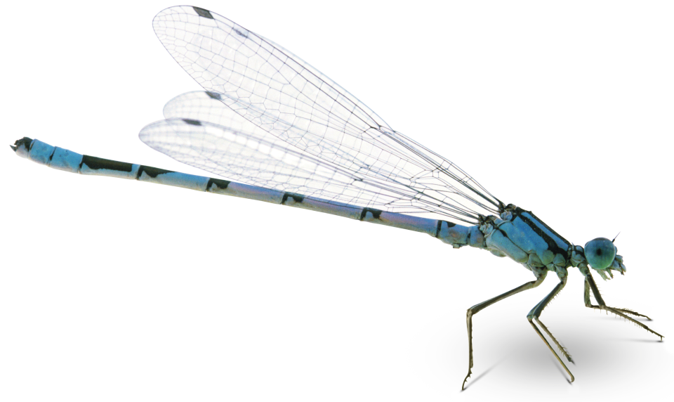 Dragonfly PNG Pic