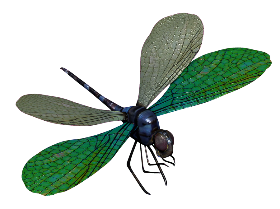 Dragonfly Transparent PNG