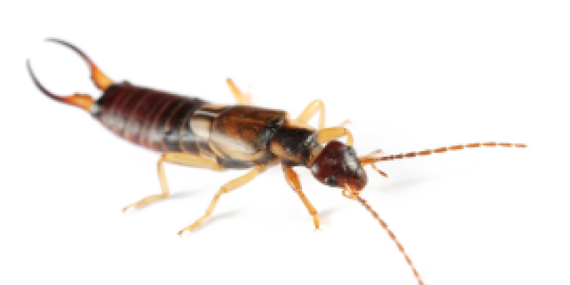 Earwig PNG Clipart