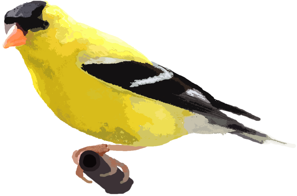 Finch PNG Picture