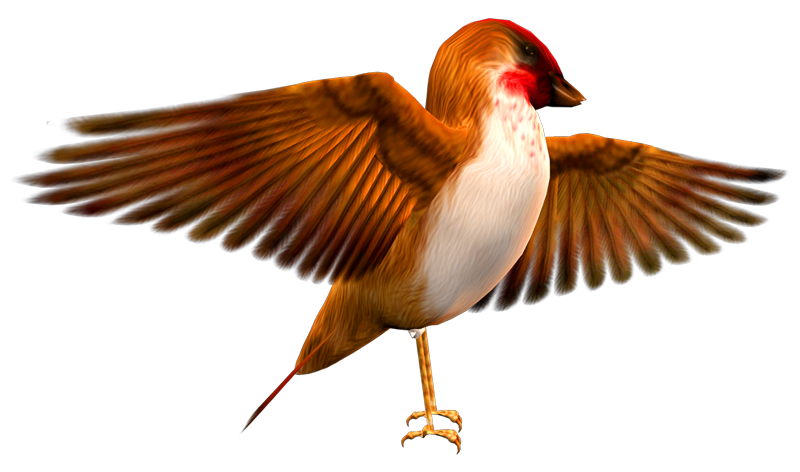 Finch PNG Transparent HD Photo