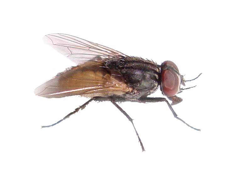 Fly PNG File