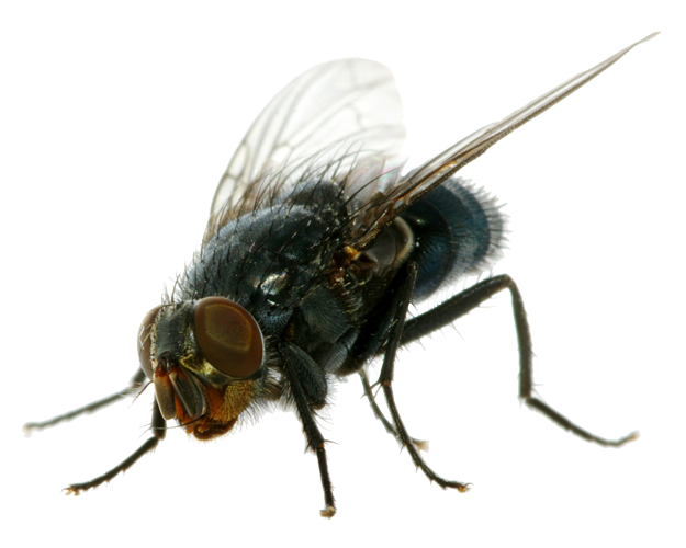 Fly PNG Pic