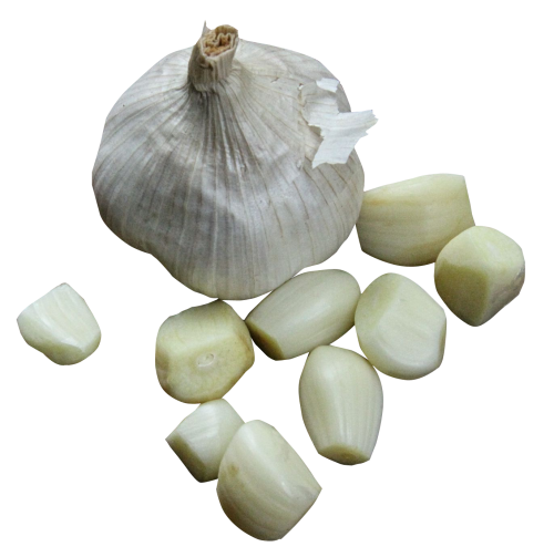 Garlic PNG Pic