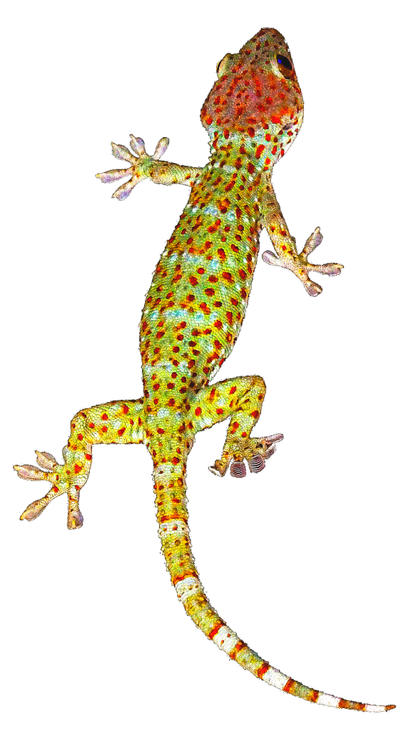 Fundo geckos PNG