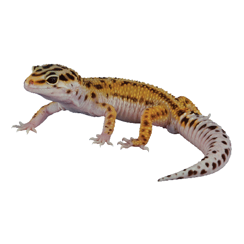 Geckos PNG Background Image