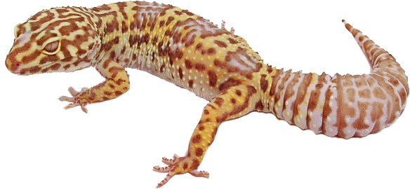 Geckos PNG Image