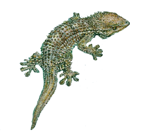 Geckos PNG Fotos