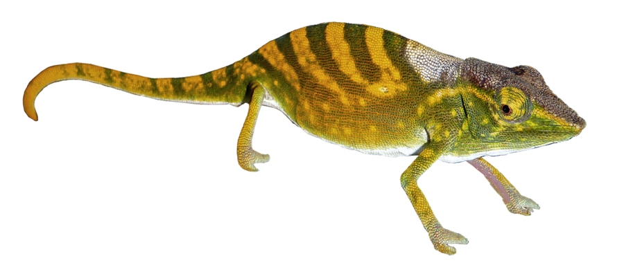 Geckos PNG Pic