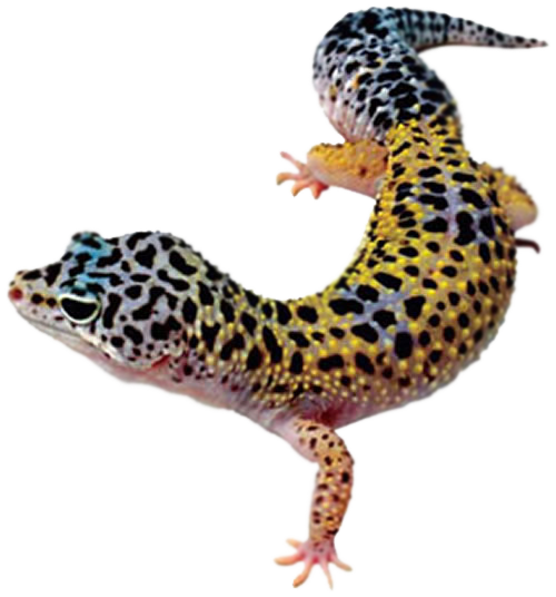 Geckos PNG transparente foto foto