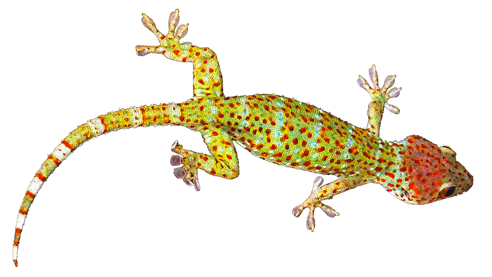 Geckos Transparent Images PNG