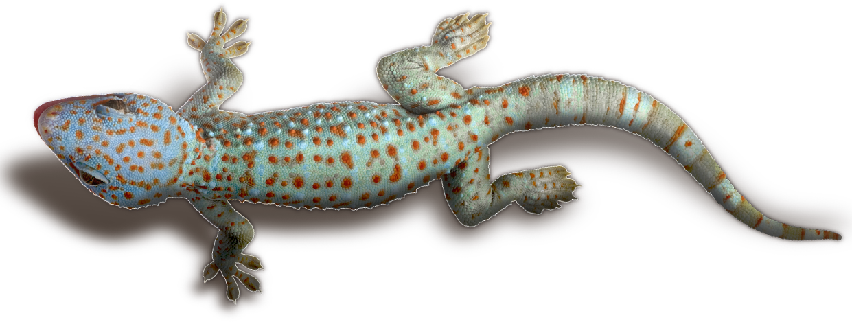 Geckos transparentes PNG
