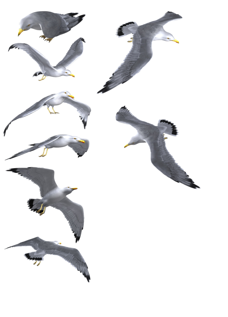 Gulls Background PNG