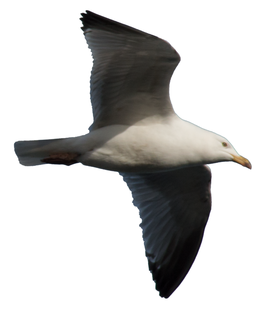 Gulls PNG Free Download