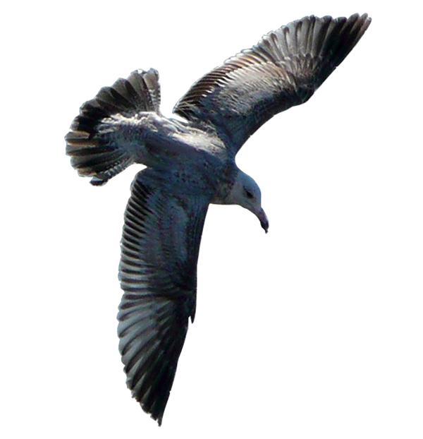 Gulls PNG foto