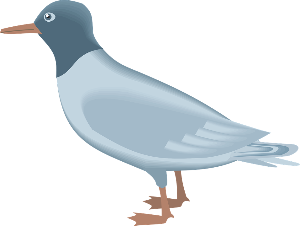 Gulls PNG Picture