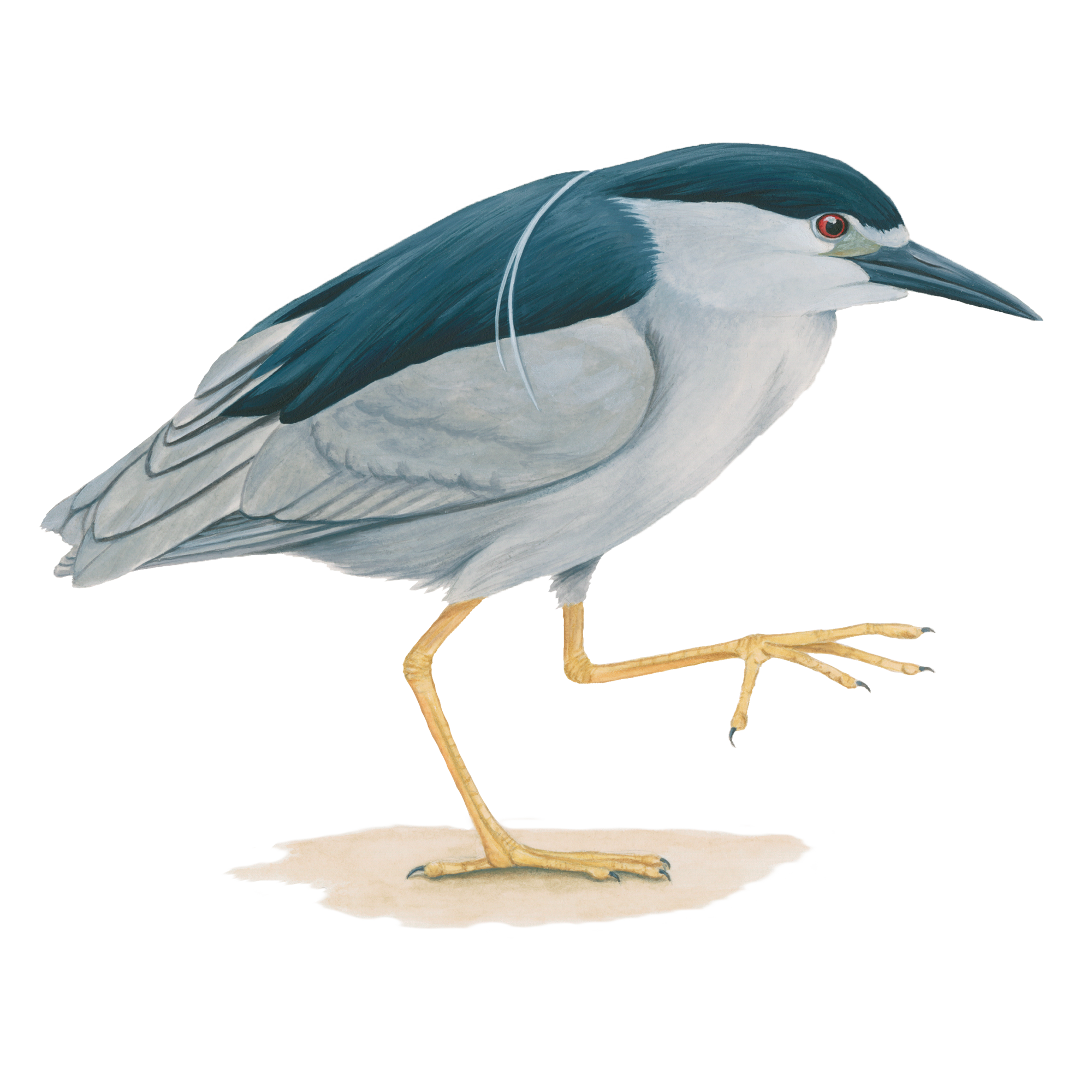 Heron PNG Image