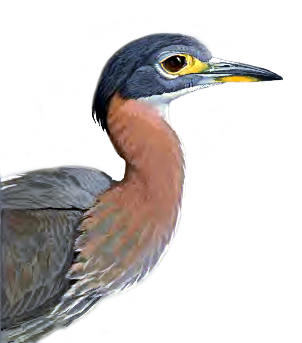 Heron PNG Picture
