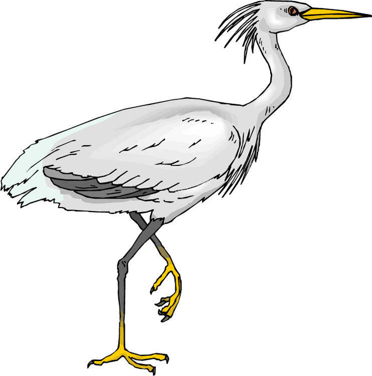Heron PNG Transparent Picture