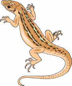 Horned Lizard PNG File | PNG Mart