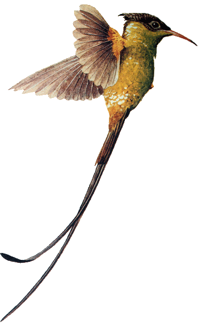 Hummingbird Download PNG Image