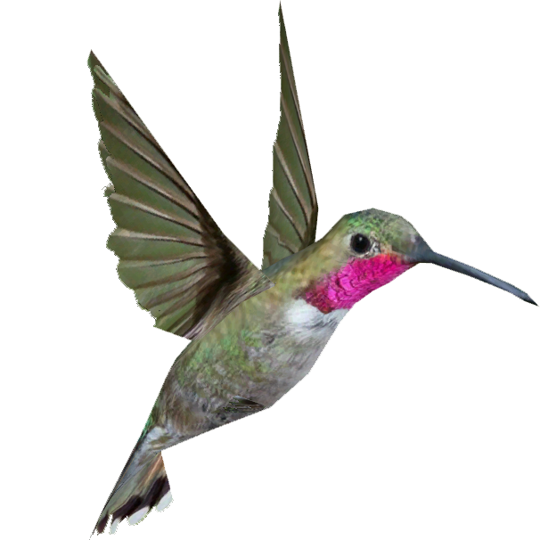 Kolibrie PNG achtergrondafbeelding