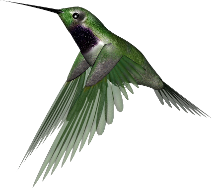 Chummingbird PNG Clipart
