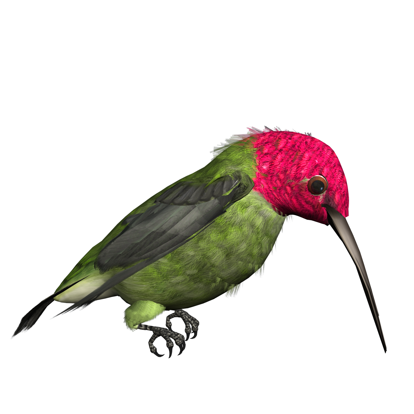 Hummingbird PNG Free Download