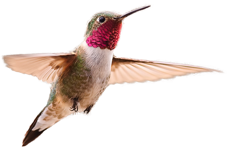 Kolibrie PNG Beeld