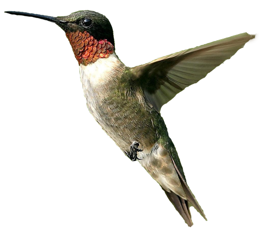 Foto di hummingbird PNG