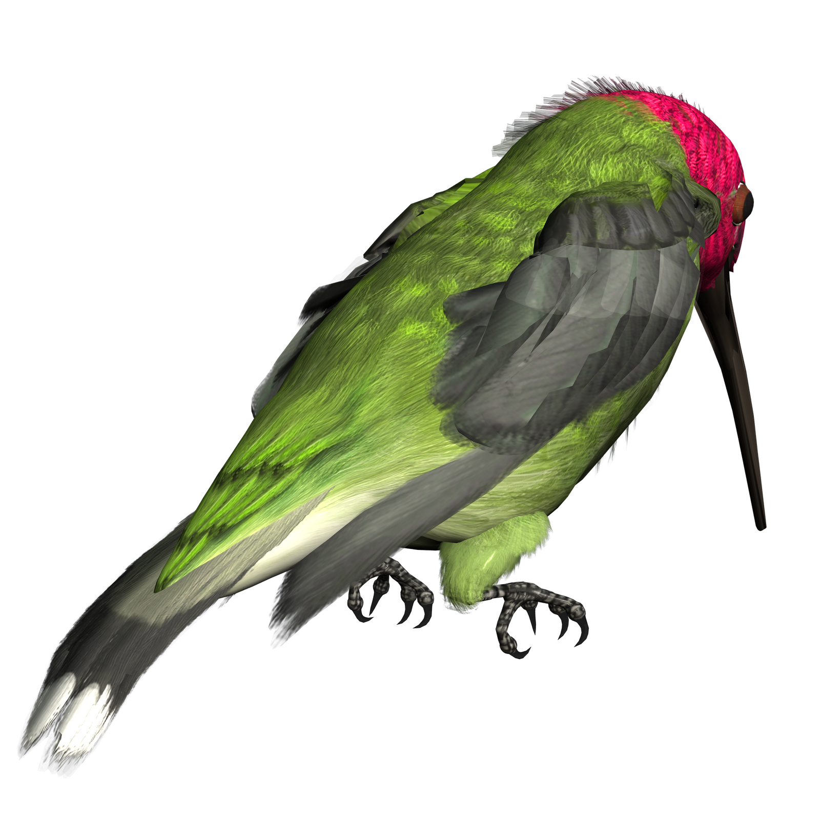 Hummingbird PNG картина