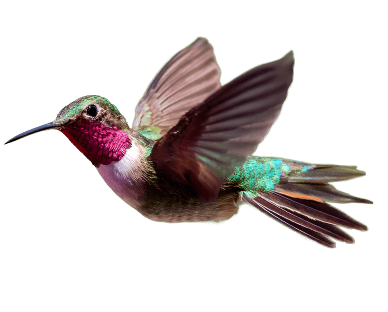 Hummingbird PNG Transparent HD Photo