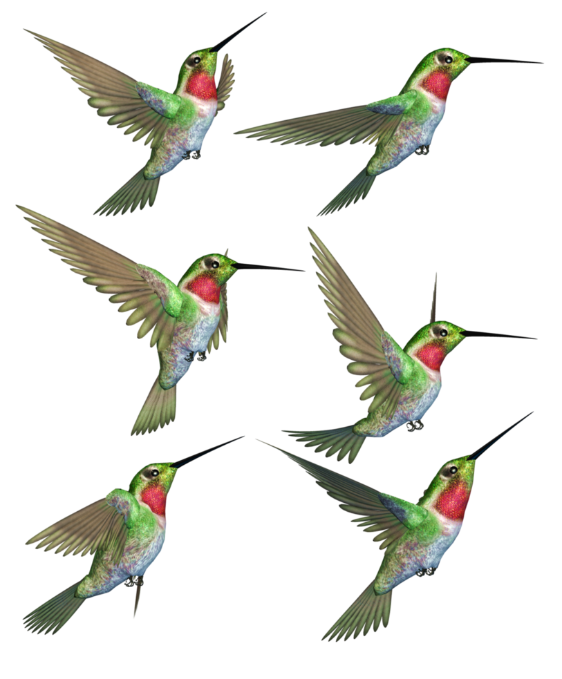 Kolibrie PNG Transparant Beeld