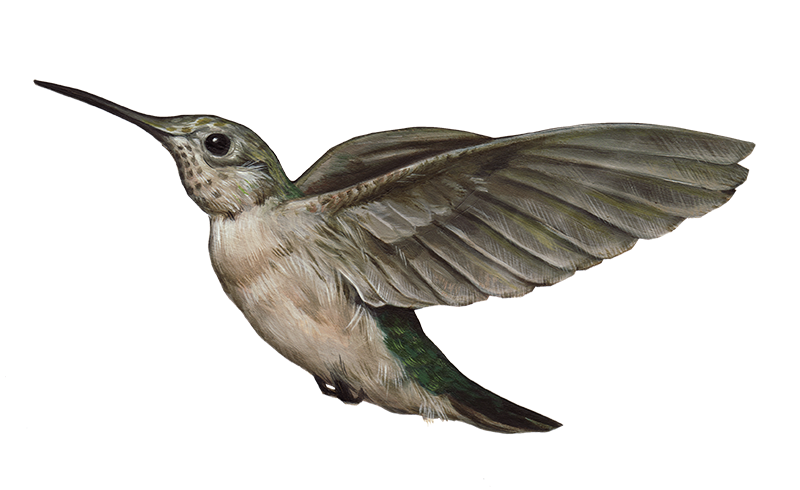 Kolibrie Transparante afbeeldingen PNG