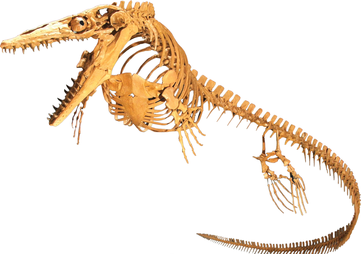 Ichthyosaur PNG Background Image