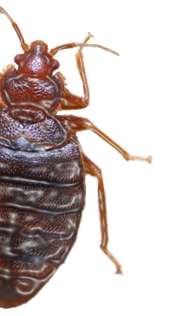 Kissing Bug PNG Image