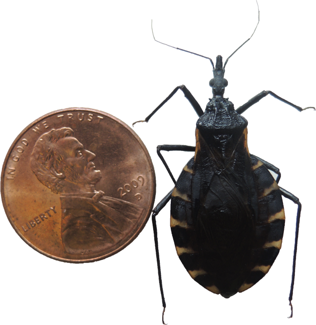 Kussende bug PNG Pic