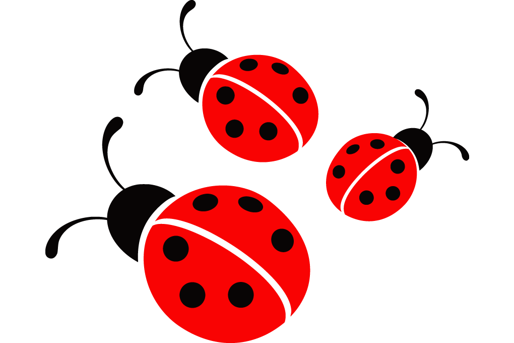 Ladybird PNG Transparent Picture