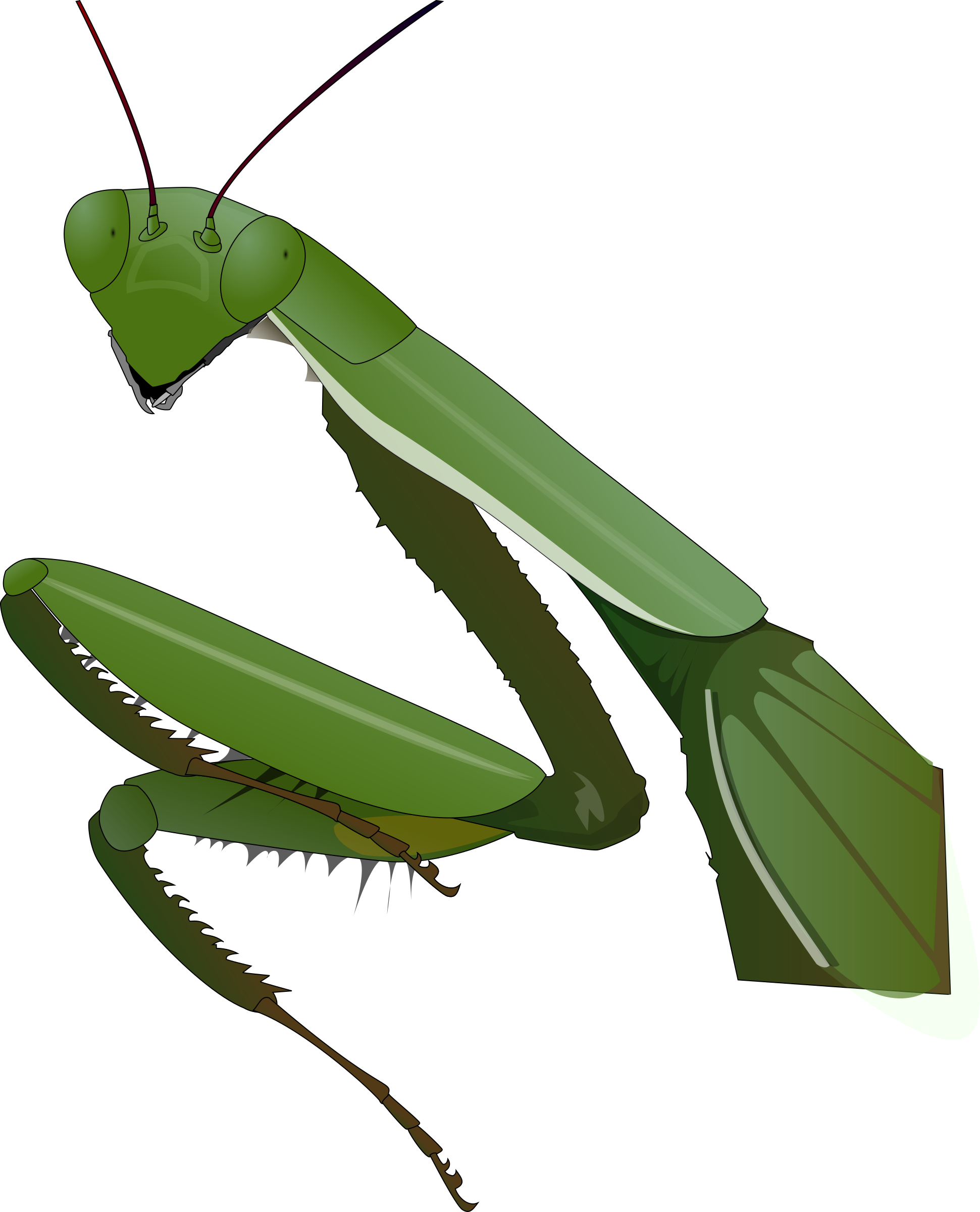 Mantis PNG Clipart