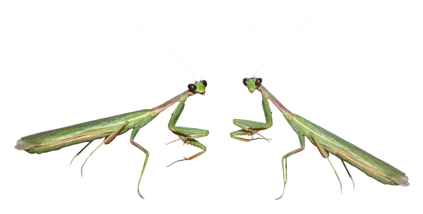 Mantis PNG File