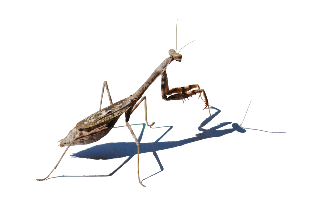 Mantis PNG Picture