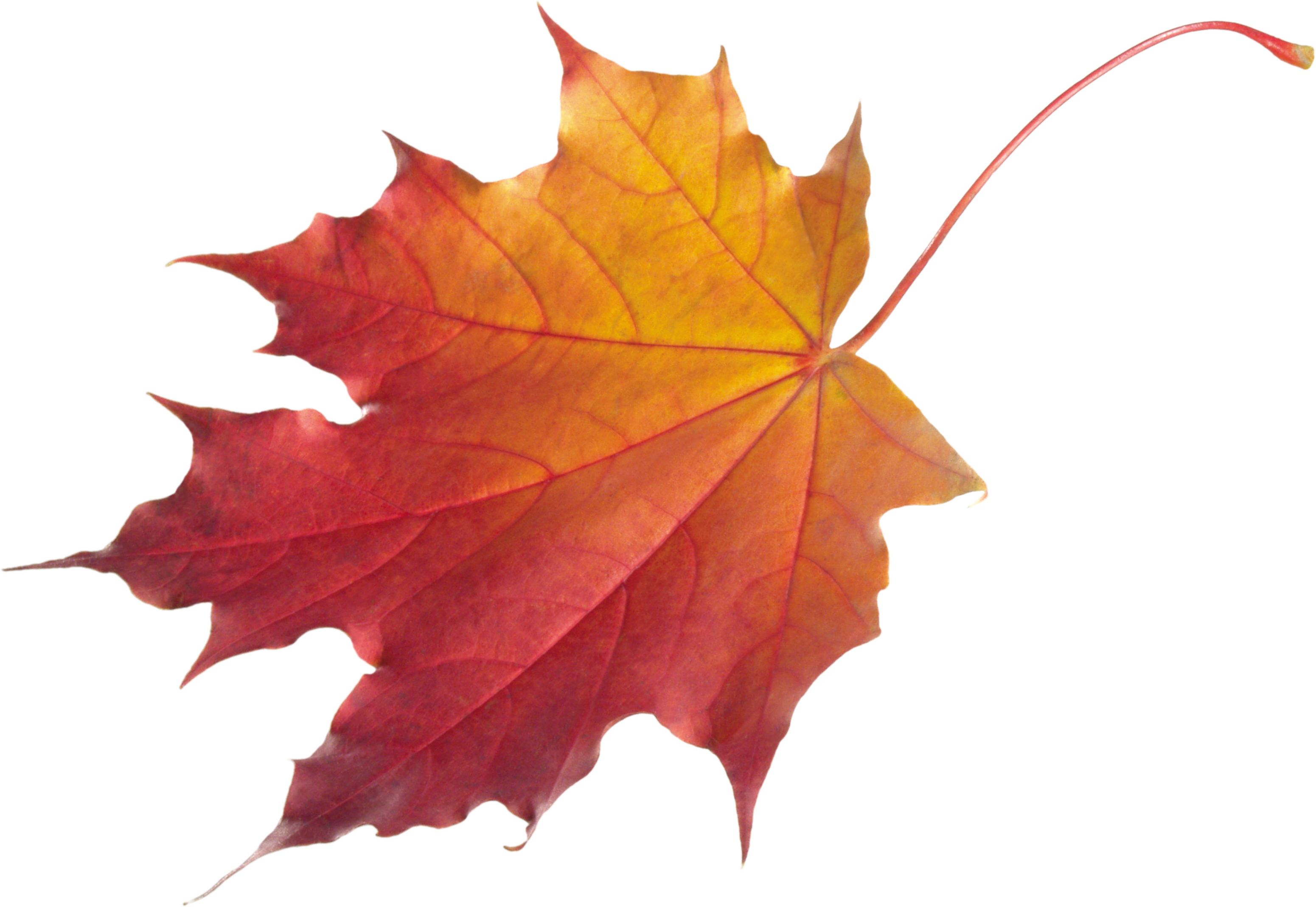 Maple Leaf PNG Clipart