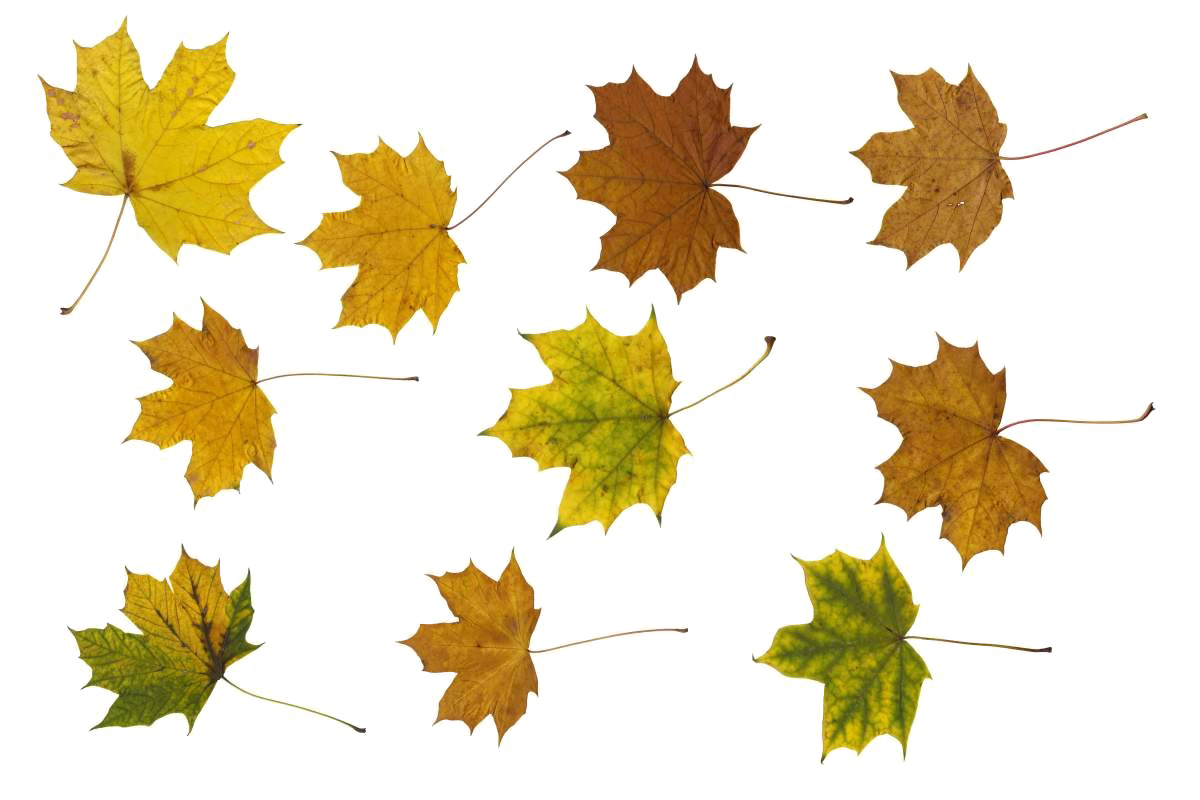Maple Leaf PNG Photos