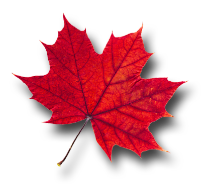 Maple Leaf PNG Pic