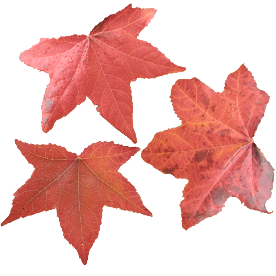 Maple Leaf PNG Picture