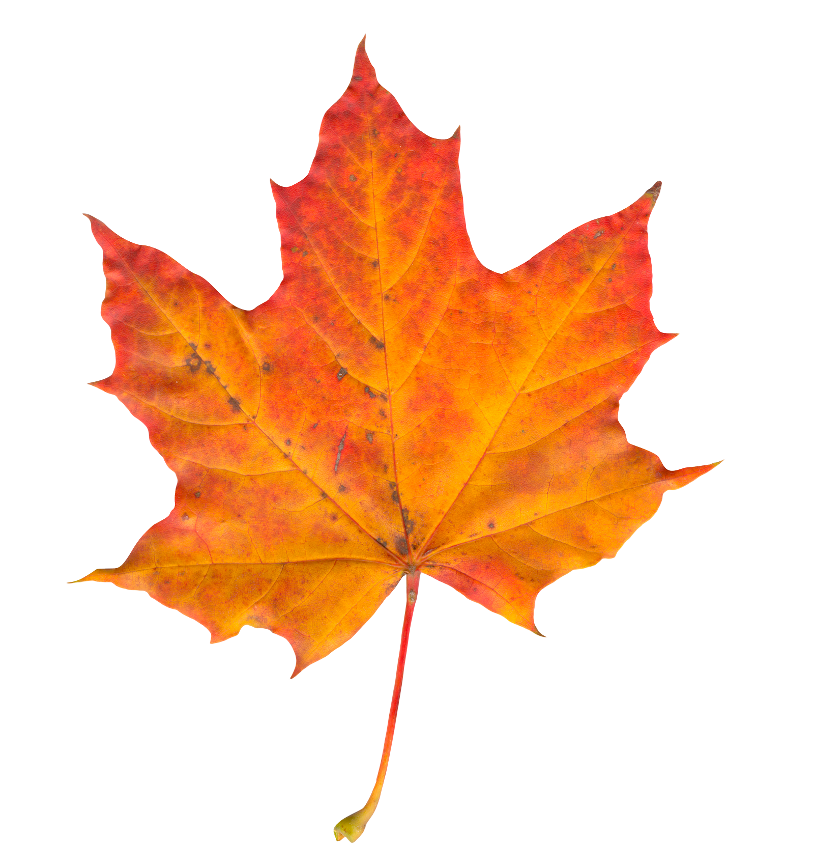 Maple Leaf PNG transparente