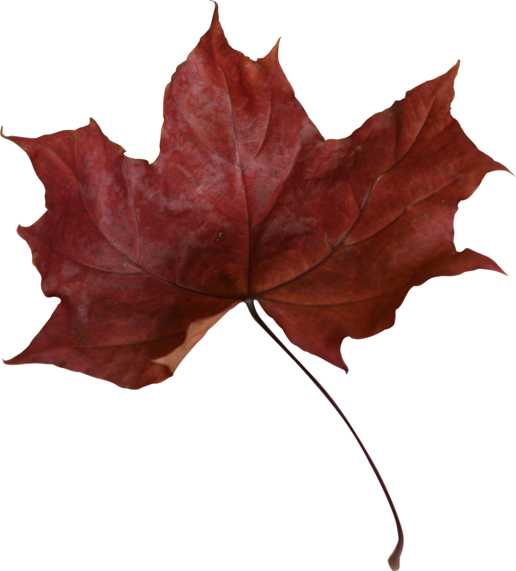 Maple Leaf PNG Transparent Picture