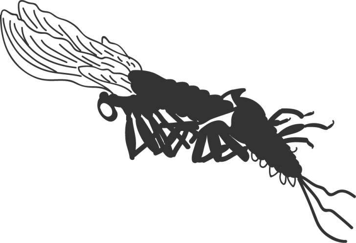Mayfly PNG Free Download